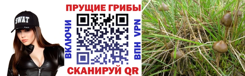 купить закладку Муром Псилоцибиновые грибы MAGIC MUSHROOMS